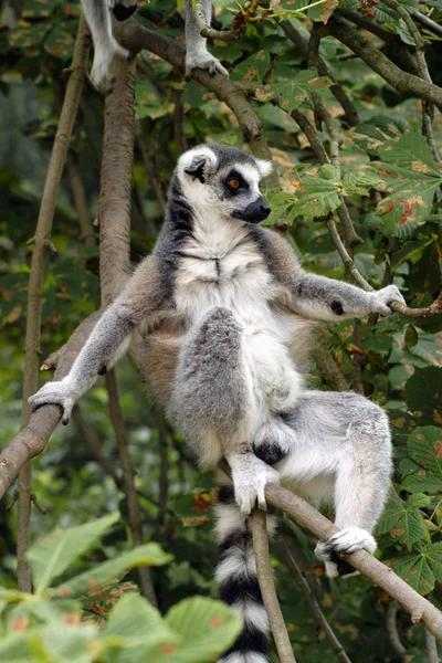 Ring-tailed Lemur — Stockfoto