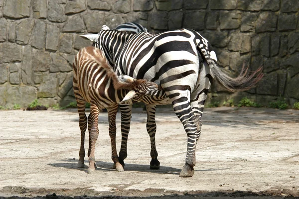 Selous' zebra — Stock Photo, Image