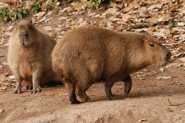 Два capybaras — стокове фото