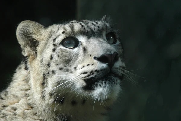 Leopardo de la nieve — Foto de Stock