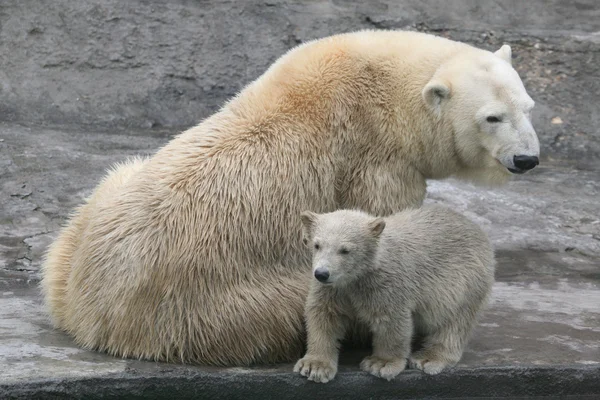 Eisbärenjunges — Stockfoto