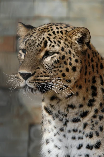 Leopardo persa — Foto de Stock