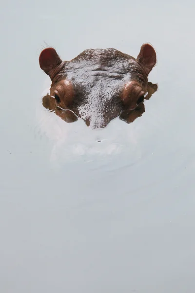 Hipopotam nilowy (hippopotamus amphibius) — Zdjęcie stockowe