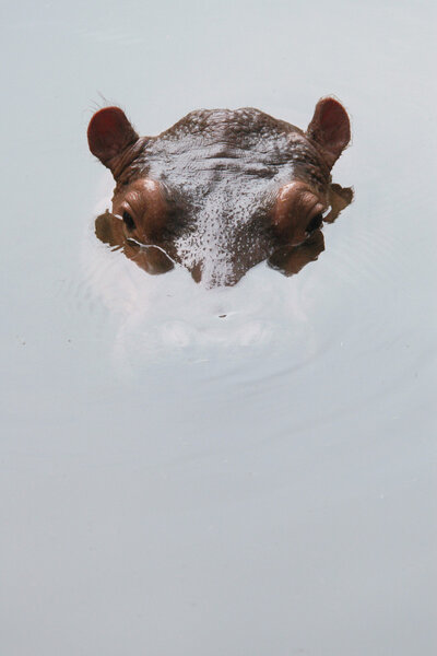 Hippopotamus (Hippopotamus amphibius)