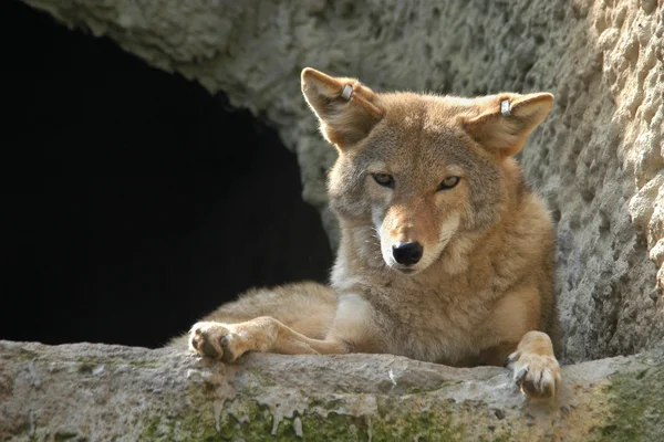 郊狼 （犬属 latrans) — 图库照片