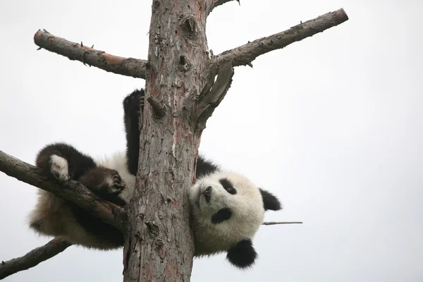 Óriás panda kölyök — Stock Fotó