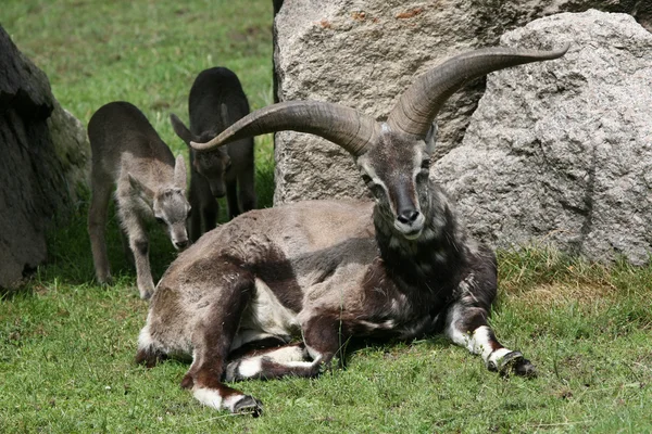 Himalaya blauwe schapen — Stockfoto