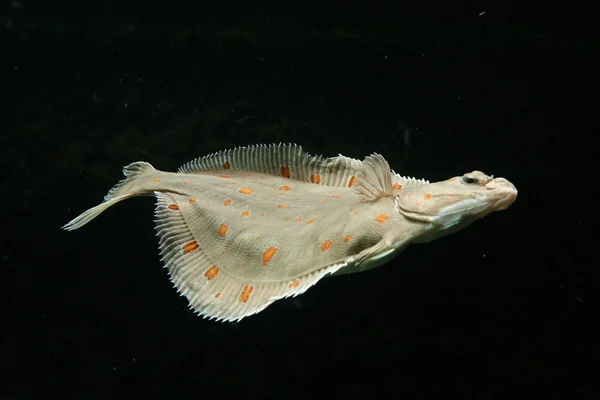 Európai lepényhal hal — Stock Fotó