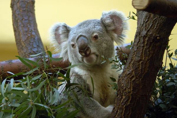 Koala frisst Eukalyptusblätter — Stockfoto