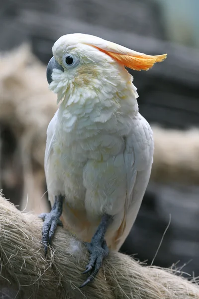 Хребтокрылый какаду — стоковое фото