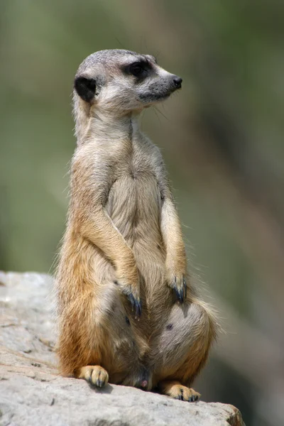 Suricata (suricata suricatta) — Fotografia de Stock