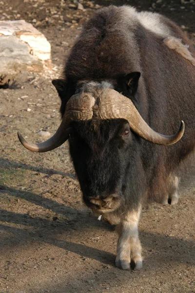 Misk öküzü — Stok fotoğraf