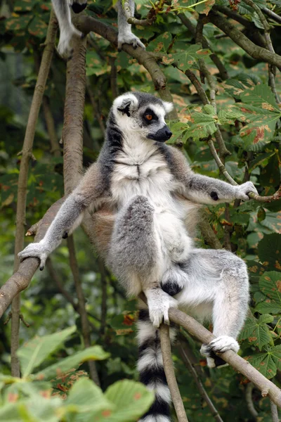 Ring-tailed lemur Stock Image