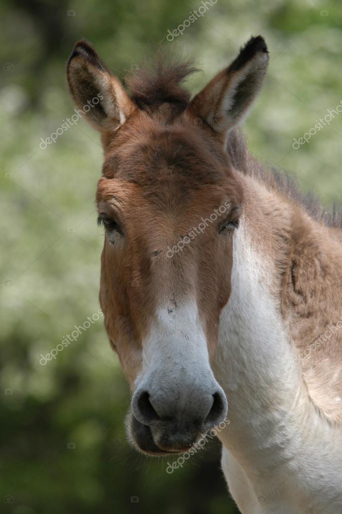 Kiang (Equus kiang) — Stock Photo © wrangel 58854937