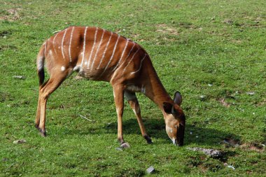 kadın nyala antilop