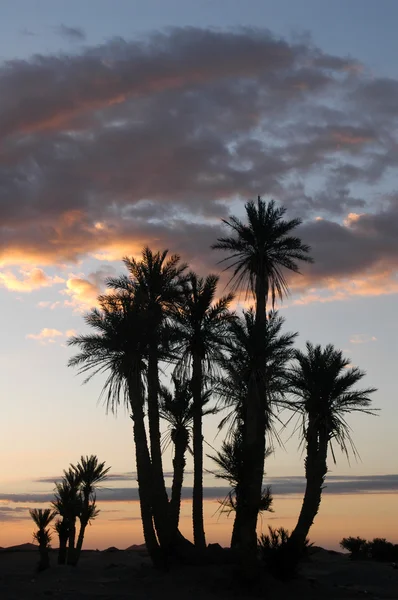 Palmeras en el desierto del Sahara — Foto de Stock