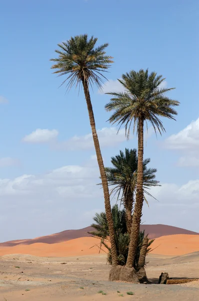 Palmbomen in de Sahara Woestijn — Stockfoto