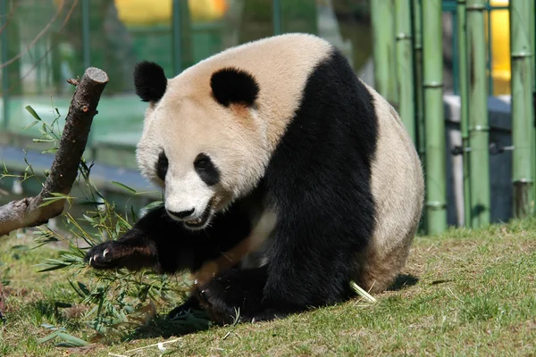 Giant panda — Stock Photo, Image