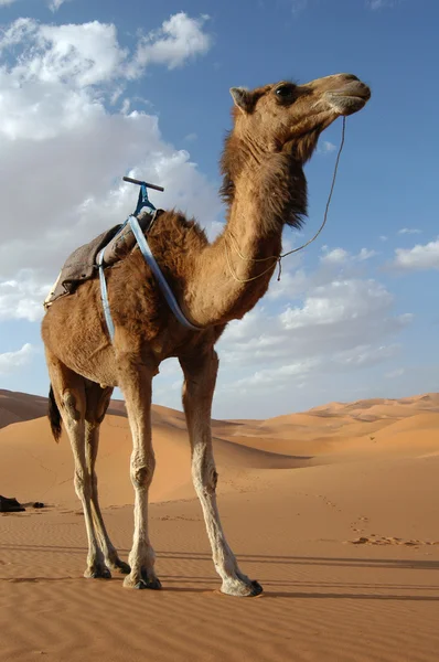Arabische kameel — Stockfoto