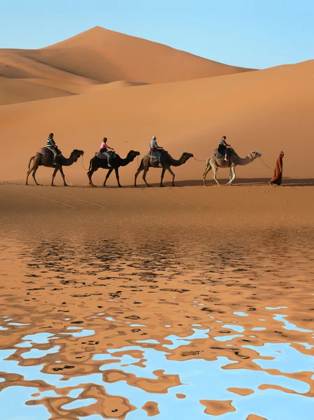 sahara Çölü'nde deve karavan