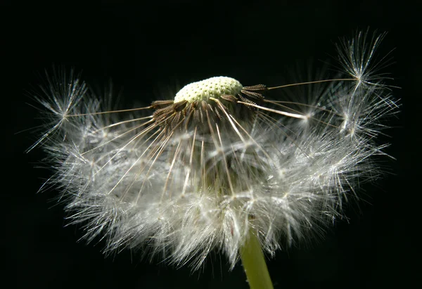 Witte paardebloem — Stockfoto