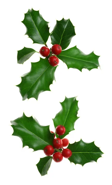 European holly — Stock Photo, Image