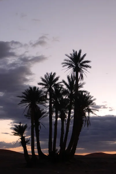 Palm pohon saat matahari terbit — Stok Foto