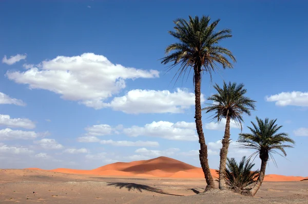 Palmeras en el desierto del Sahara — Foto de Stock
