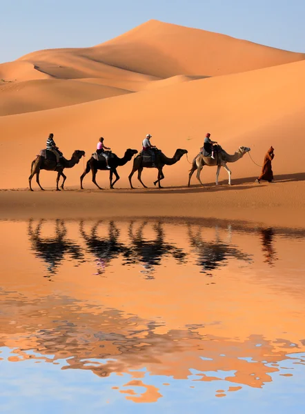 Velbloudí karavana v poušti sahara — Stock fotografie