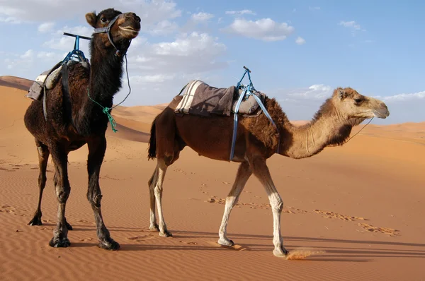 Καμήλες στην έρημο Σαχάρα — Φωτογραφία Αρχείου
