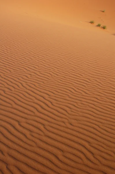 Sahara désert — Photo