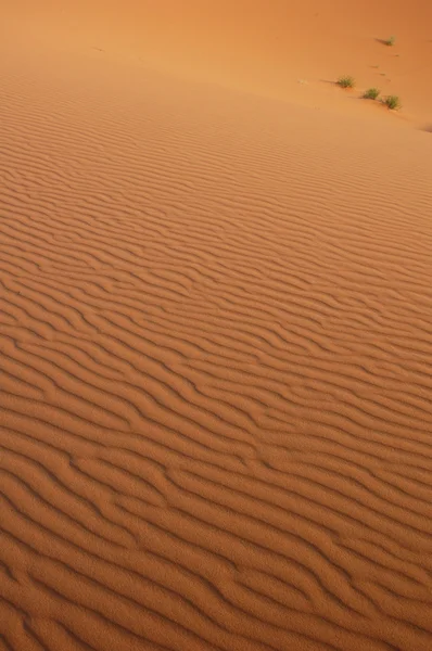 Poušť Sahara — Stock fotografie