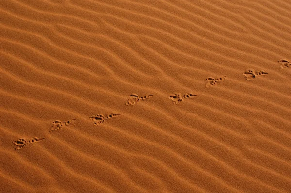 Pták kroky v poušti Sahara — Stock fotografie