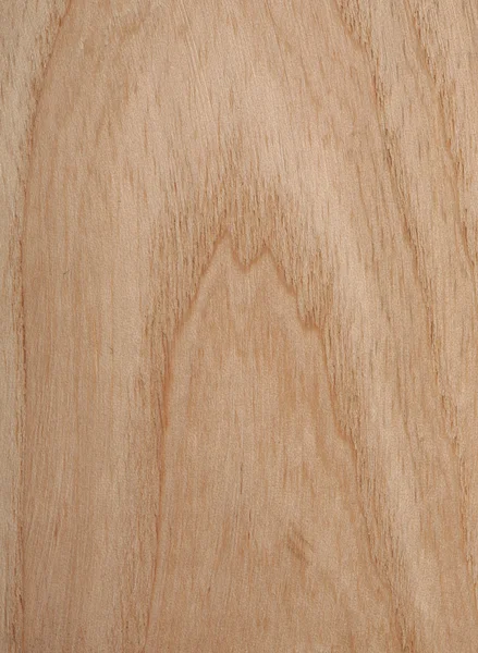 Textura de Árvore de Cinzas — Fotografia de Stock