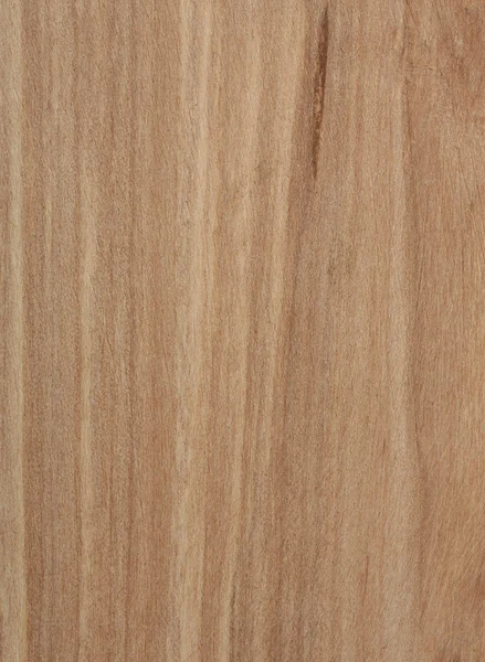 Rowan tree textura — Stock fotografie