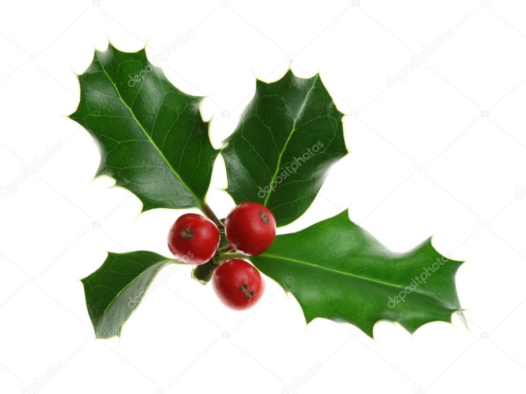 European holly