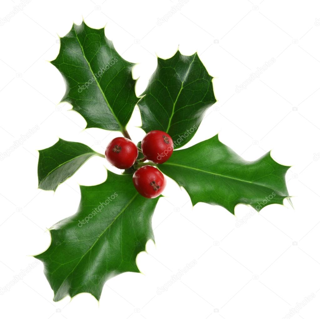 European holly