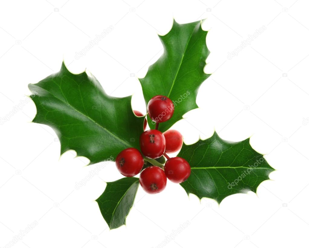 European holly