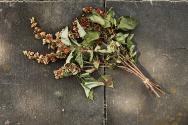 Eflatun çiçekler solmuş