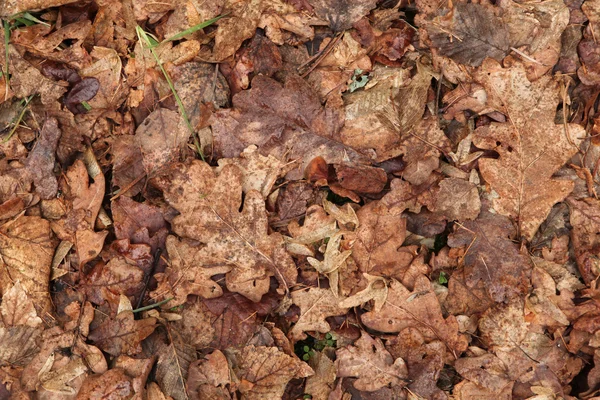 Hojas viejas de otoño . — Foto de Stock