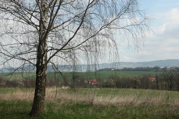 Kuzey Bohemi içinde yalnız huş ağacı — Stok fotoğraf