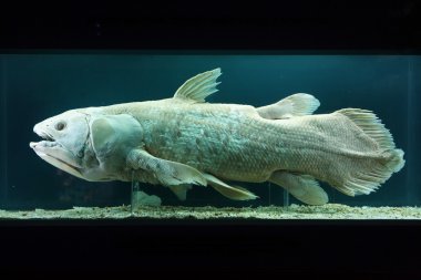 Coelacanth (Latimeria chalumnae)