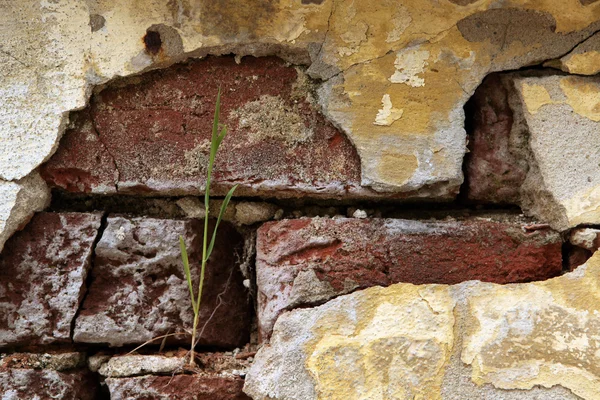 Vecchio muro di mattoni — Foto Stock