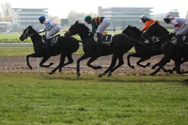 Velka Pardubicka hendekli Pardubice içinde