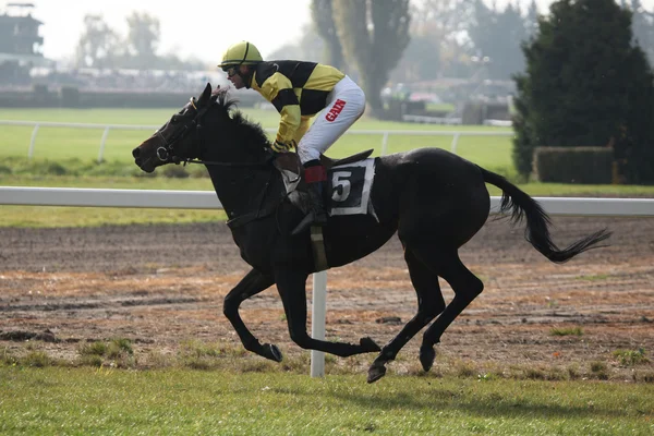 Velka Pardubicka Steeplechase in Pardubice — Stock Photo, Image