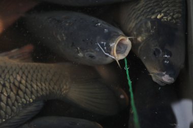 CARPs Prag satışında yaşıyor