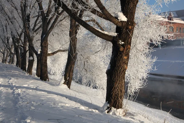 Gelo sugli alberi a Ekaterinburg — Foto Stock