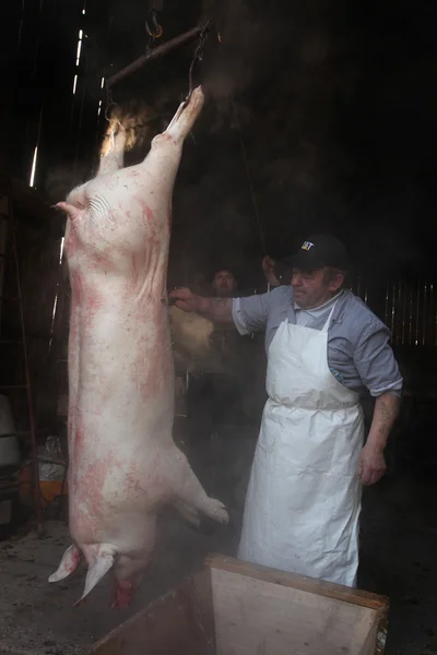 Shrovetide public pig slaughter