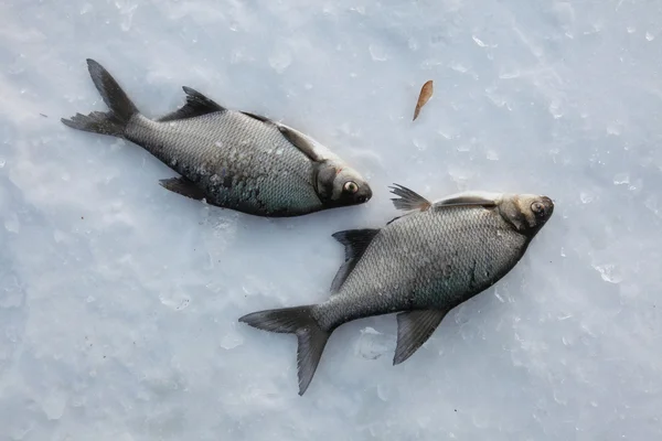 Fish catch of freshwater bream — Stock Image Fish catch of freshwater bream Stock Image