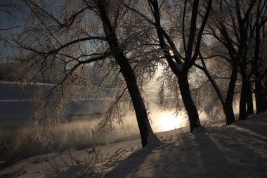 Frost ağaçları, Yekaterinburg, Rusya.